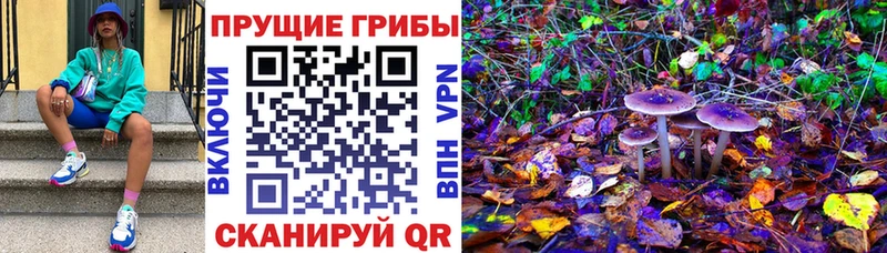 Псилоцибиновые грибы Psilocybe  Сясьстрой 